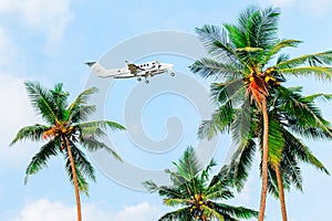 Palms against a blue sky, plane flies over palm trees.