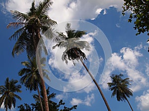 Palms against the blue sky