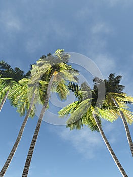 Palms against the sky