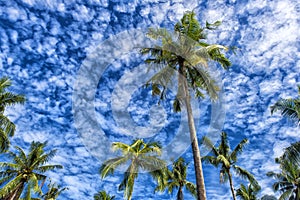 Palms against the sky