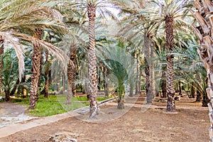 Palms in Al Ain oasis, United Arab Emirat