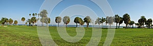 Palms along Florida coastline photo