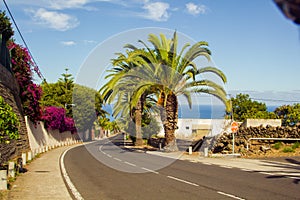 Palms along the road near the sea