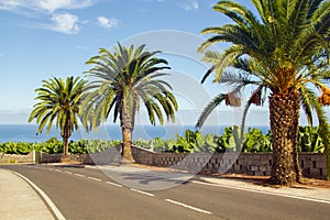 Palms along the road near the sea