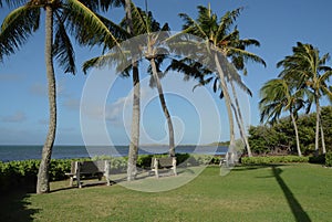 Palms Along the Shore of Molokai