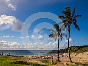 Palms at Anakena beach in Easter Island in Chile