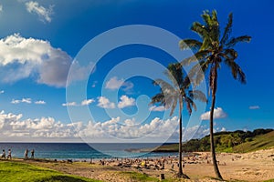 Palms at Anakena beach in Easter Island in Chile. The only tourist beach in the island