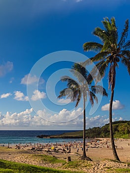 Palms at Anakena beach in Easter Island in Chile. The only tourist beach in the island