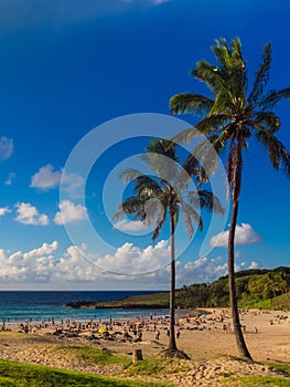 Palms at Anakena beach in Easter Island in Chile. The only tourist beach in the island