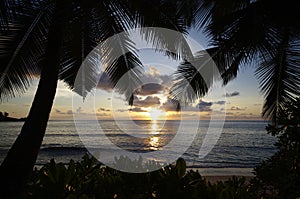 Palms at Anse Takamaka, sundown, Seychelles