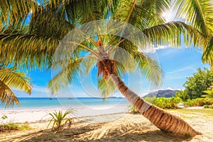 Palms at Anse Volbert beach on Praslin island, Seychelles