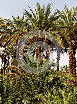 Palms (Arecacea) in Morocco photo