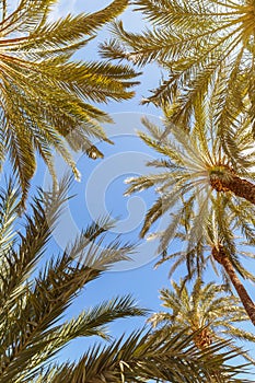 Palms background Alicante Alacant palm travel traveling holidays vacation portrait format in Spain photo