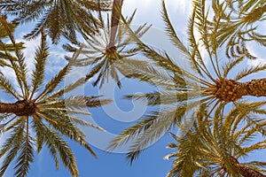 Palms background Alicante Alacant palm travel traveling holidays vacation in Spain photo