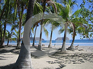 Palms On the Beach