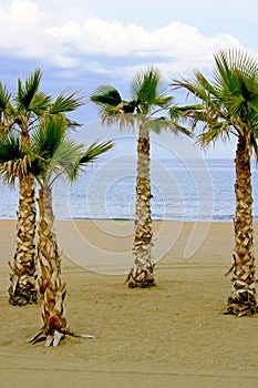 Palms at the Beach