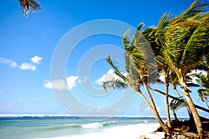 Palms on beach