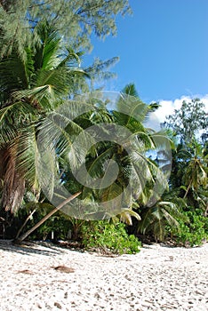 Palms on beach