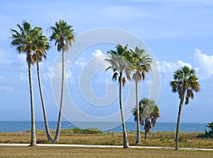 Palms by the Beach