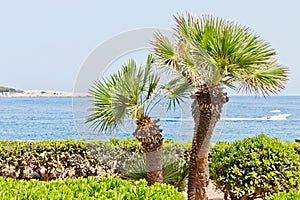 Palms on the beach