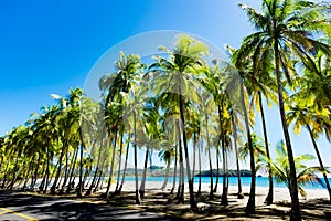 Palms at the beach.