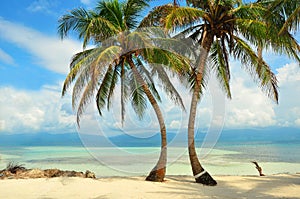 Palms on the beach in the Caribbean sea