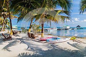 Palms and beach at Caye Caulker island, Beli