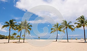 Palms on the beach photo