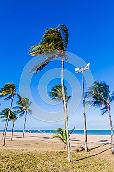 Palms on a beach in Joao Pessoa, Braz