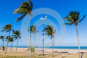 Palms on a beach in Joao Pessoa, Braz