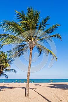 Palms on a beach in Joao Pessoa, Braz