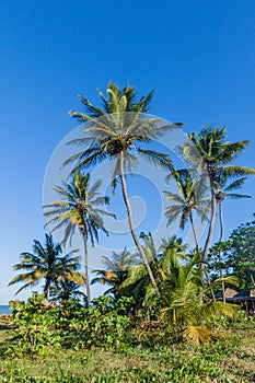 Palms on a beach in Joao Pessoa, Braz