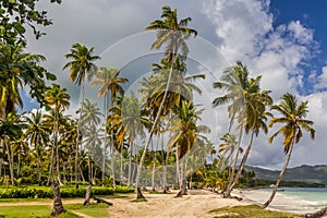 Palms at a beach in Las Galeras, Dominican Republ