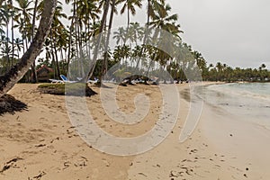Palms at a beach in Las Galeras, Dominican Republ