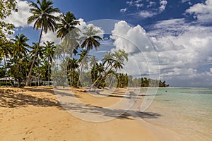 Palms on a beach in Las Terrenas, Dominican Republ