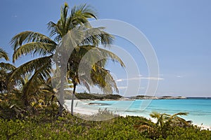 Palms and beach - Lighthouse Bay