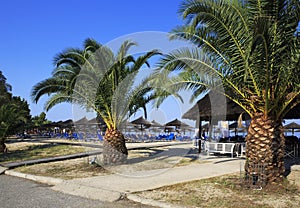 Palms on the beach of Porto Carras Grand Resort.