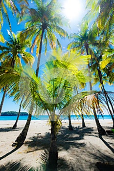 Palms at the beach.