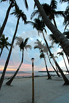 Palms on beach at sunset