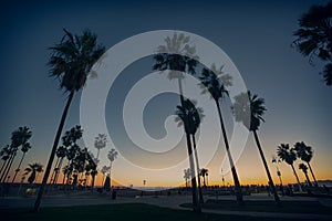 Palms on the beach in a sunset light at Venice Beach, California photo