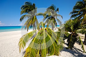 Palms on beach Varadero Cuba.