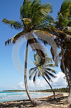 Palms on the beach