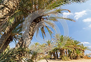 Palms in the beautiful Vai palm beach at eastern part of Crete