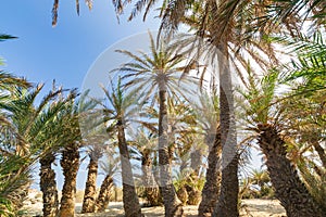 Palms in the beautiful Vai palm beach at eastern part of Crete