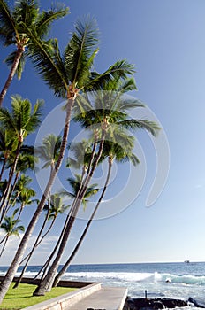 Palms behind Hale Halawai  in Kona