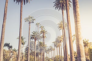 Palms of Beverly Hills