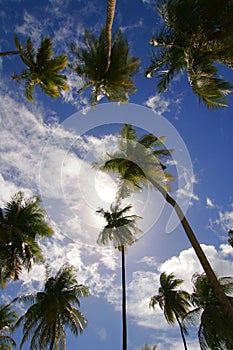 Palms on blue sky