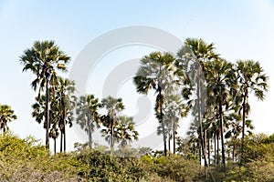 Palms in Botswana