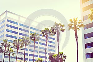 Palms on a boulevard hollywood on a building background in sunli