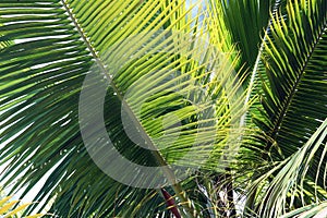 Palms in the Breeze photo